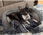 Small Boston Terrier Mix