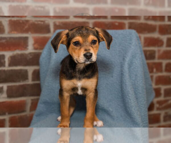 Medium Photo #1 Jack Russell Terrier-Unknown Mix Puppy For Sale in St. Louis Park, MN, USA