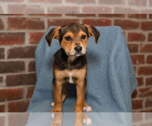 Jack Russell Terrier-Unknown Mix Dogs for adoption in St. Louis Park, MN, USA