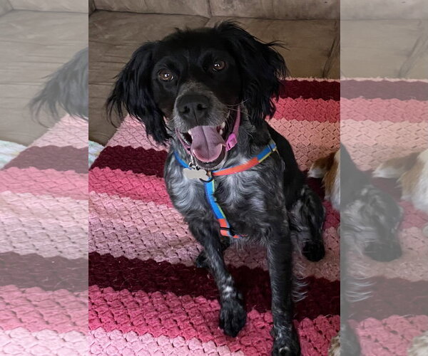 Medium Photo #1 - Mix Puppy For Sale in Curwensville, PA, USA