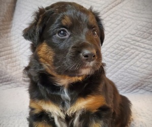 Border-Aussie Puppy for sale in AINSWORTH, IA, USA