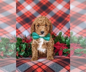 Goldendoodle (Miniature) Puppy for sale in CHRISTIANA, PA, USA