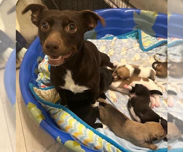 Medium Photo #4 Chiweenie Puppy For Sale in Los Angeles, CA, USA