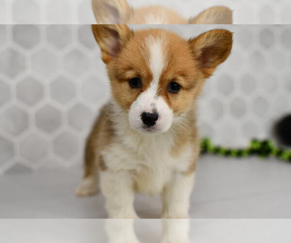 Medium Photo #29 Pembroke Welsh Corgi Puppy For Sale in MIDDLEBURY, IN, USA