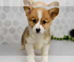 Small #28 Pembroke Welsh Corgi