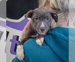 Small #4 American Staffordshire Terrier-Labrador Retriever Mix