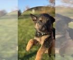 Puppy Blue Collar German Shepherd Dog