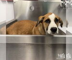 Small #2 Retriever  Mix