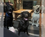 Small Photo #1 Labrador Retriever Puppy For Sale in GREAT VALLEY, NY, USA