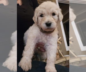 Goldendoodle Puppy for Sale in ATHENS, Tennessee USA
