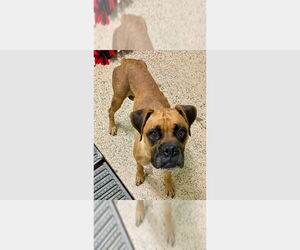 Boxer Dogs for adoption in Austin, TX, USA