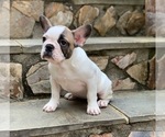 Small Photo #3 French Bulldog Puppy For Sale in DENVER, NC, USA