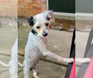 Mutt Dogs for adoption in Springdale, PA, USA