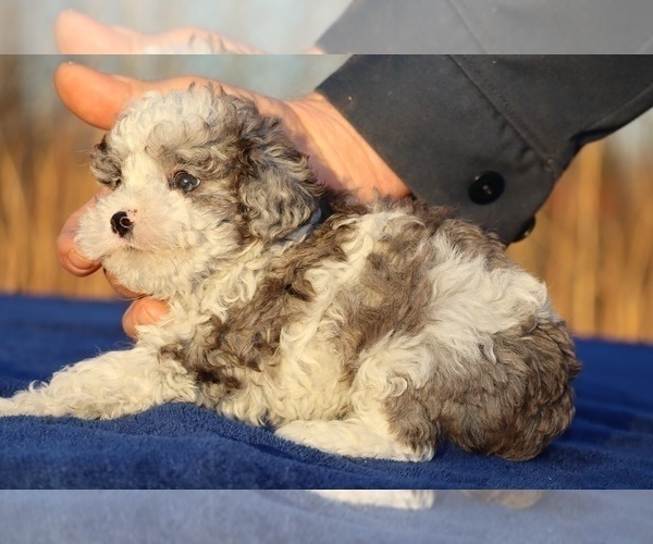 Medium Photo #2 Poodle (Toy) Puppy For Sale in DYERSBURG, TN, USA