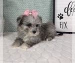 Small #4 Maltipoo (Toy)