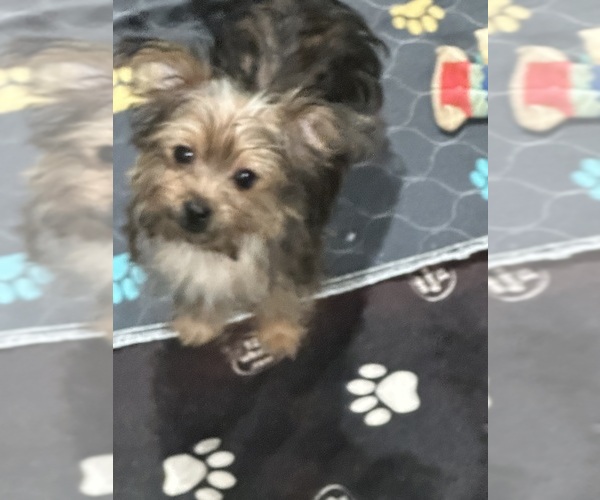 Medium Photo #1 Yorkshire Terrier Puppy For Sale in ELLENVILLE, NY, USA