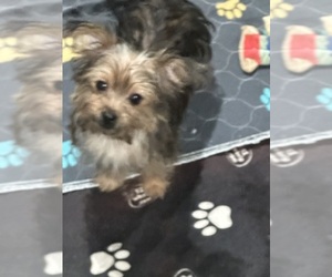 Yorkshire Terrier Puppy for sale in ELLENVILLE, NY, USA