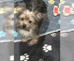 tiny grace - Female Yorkshire Terrier Puppy for Sale - Small photo