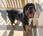 Small #4 Rottweiler