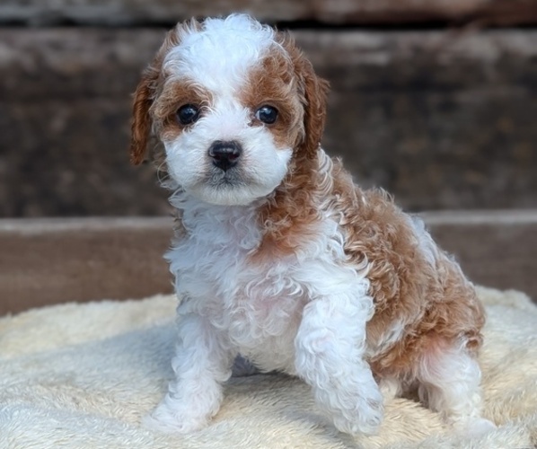Medium Photo #11 Cavapoo (Miniature) Puppy For Sale in GOSHEN, IN, USA
