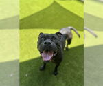 Small #1 American Pit Bull Terrier Mix