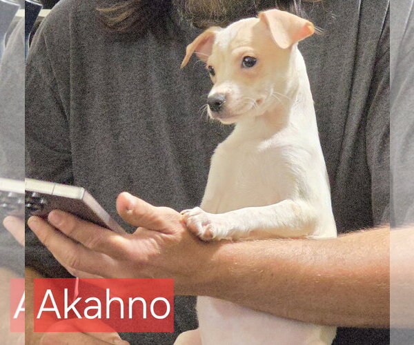 Medium Photo #1 Chihuahua-Unknown Mix Puppy For Sale in Minneapolis, MN, USA