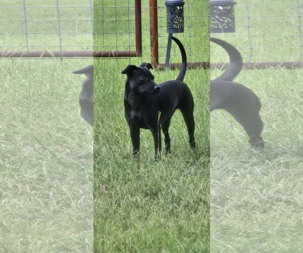 Medium Photo #3 Chihuahua-Unknown Mix Puppy For Sale in McKinney, TX, USA