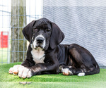 Puppy Kathy Great Dane
