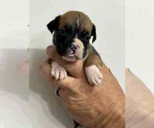 Boxer Puppy for sale in LAURENS, SC, USA
