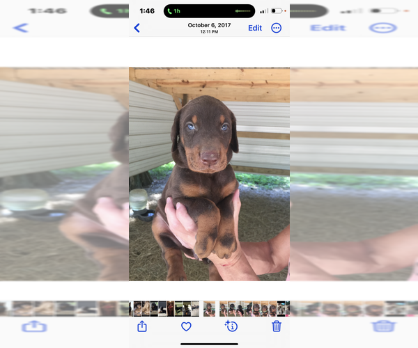 Medium Photo #10 Doberman Pinscher Puppy For Sale in LIVINGSTON, LA, USA