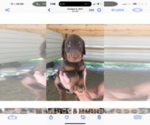 Litter of 9 - Male(s) and Female(s) Doberman PinscherLitter of Puppies for Sale - Photo #10