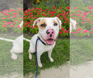 Mutt Dogs for adoption in Rockaway, NJ, USA