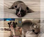 Puppy Max French Bulldog