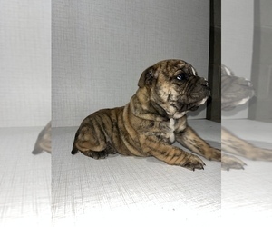 English Bulldog Puppy for sale in TOPEKA, IN, USA