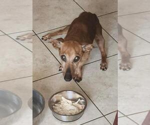 Dachshund Dogs for adoption in Los Angeles, CA, USA