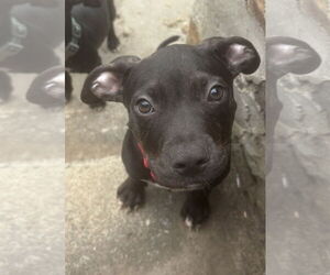American Pit Bull Terrier-Labrador Retriever Mix Dogs for adoption in Holly Springs, NC, USA