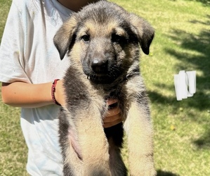 German Shepherd Dog Puppy for sale in WILMINGTON, IL, USA