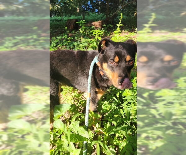 Medium Photo #11 Border Collie-Unknown Mix Puppy For Sale in Brewster, NY, USA