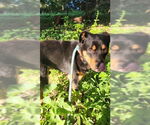 Small #10 Border Collie Mix