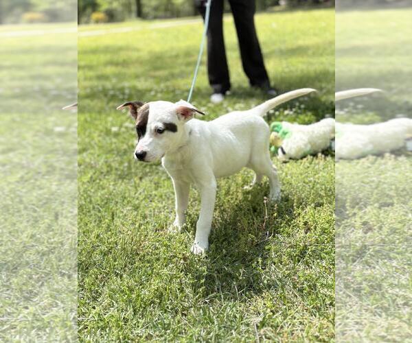Medium Photo #4 Labrador Retriever-Unknown Mix Puppy For Sale in Yardley, PA, USA