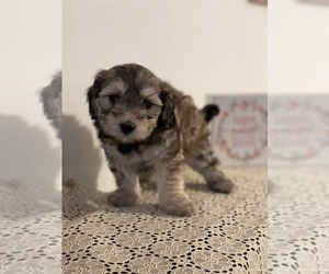 Maltipoo (Miniature) Puppy for sale in CLEVELAND, TN, USA