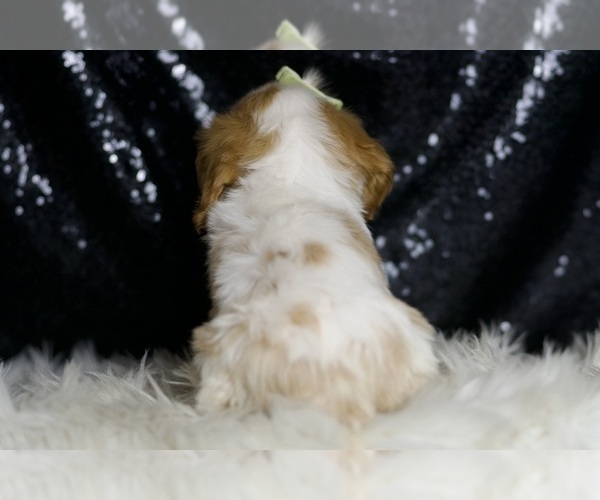 Medium Photo #82 Cavalier King Charles Spaniel Puppy For Sale in WARSAW, IN, USA