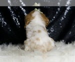 Small #3 Cavalier King Charles Spaniel