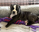 Small #1 Boxer Mix