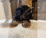 Small Photo #2 YorkiePoo Puppy For Sale in MCMINNVILLE, TN, USA