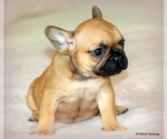 Small #5 French Bulldog