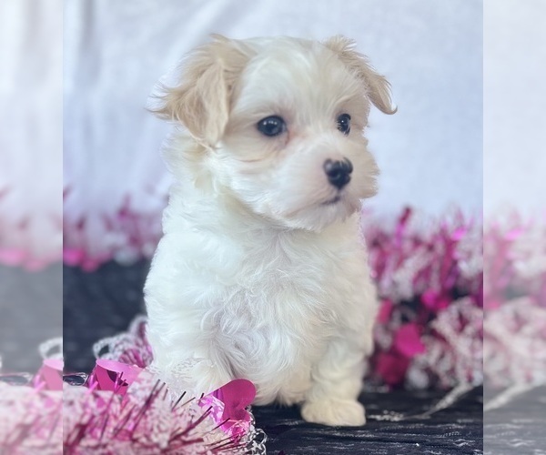 Medium Photo #7 Maltese Puppy For Sale in ROCK STREAM, NY, USA