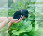 Small #5 Labrador Retriever