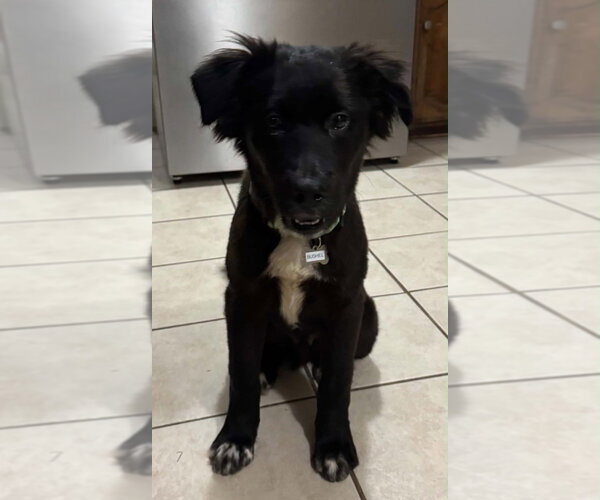 Medium Photo #2 Mutt Puppy For Sale in Boston, MA, USA
