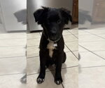 Small #1 Mutt